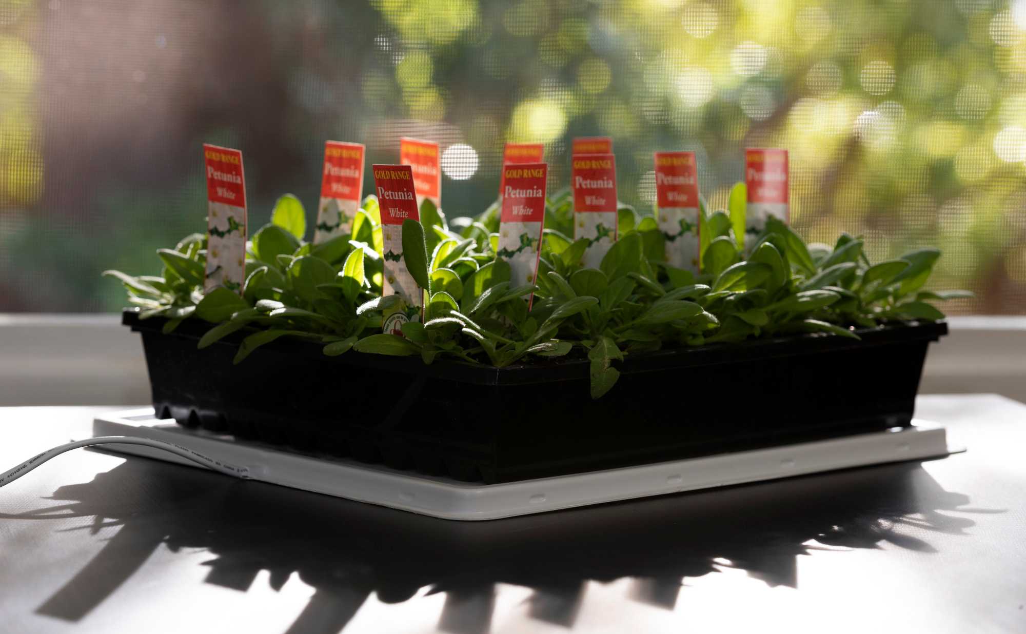 heat 'n' grow propagator on windowsill