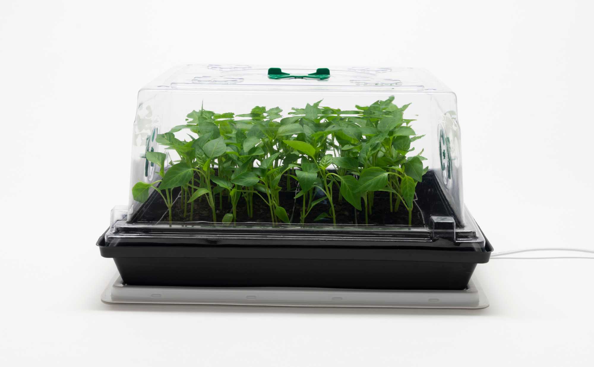 covered heat 'n' grow propagator 3