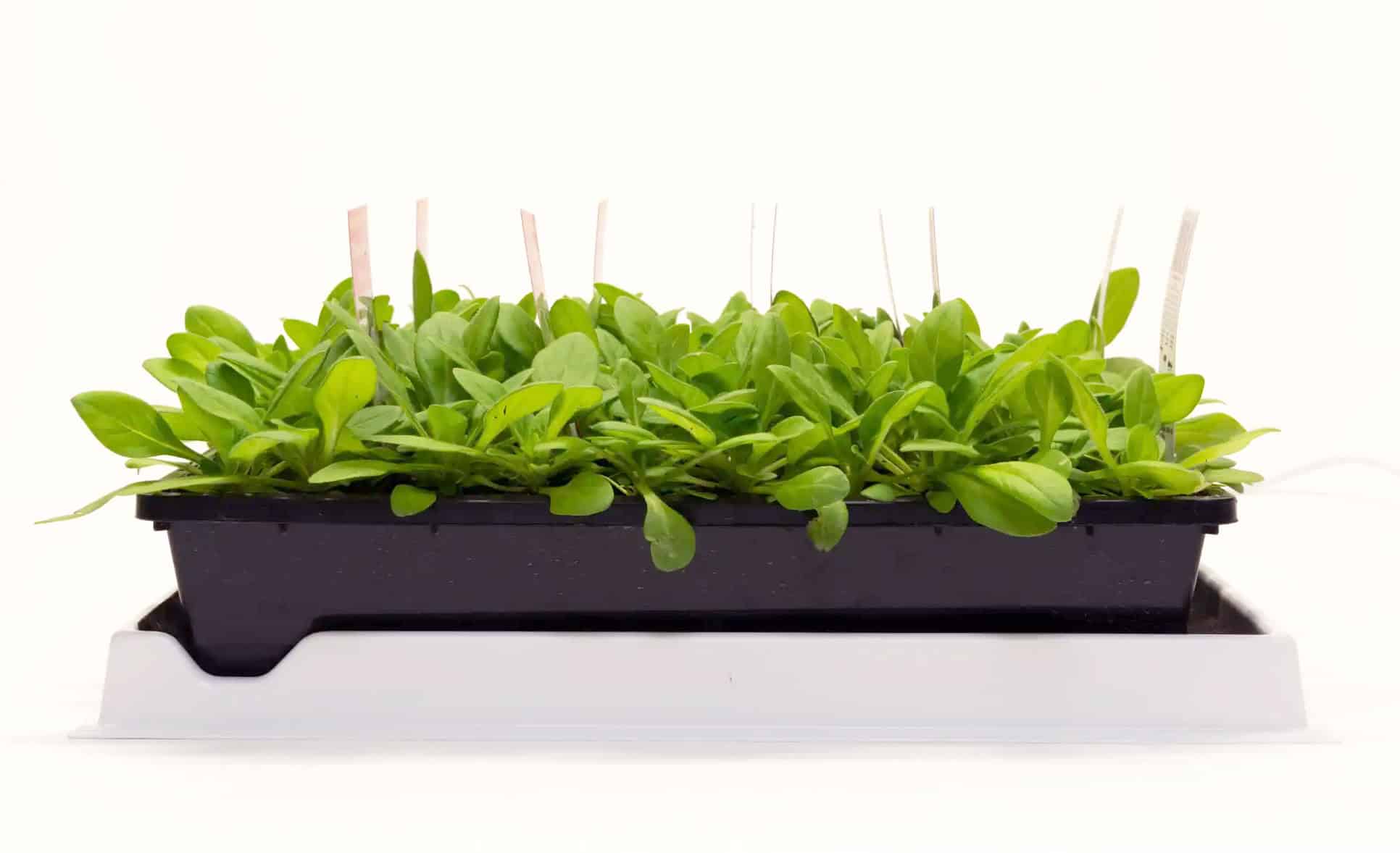 green-seedling-no-cover-from-back